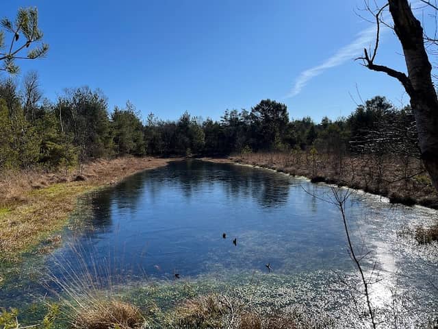 Hamberger Moor - Image 1