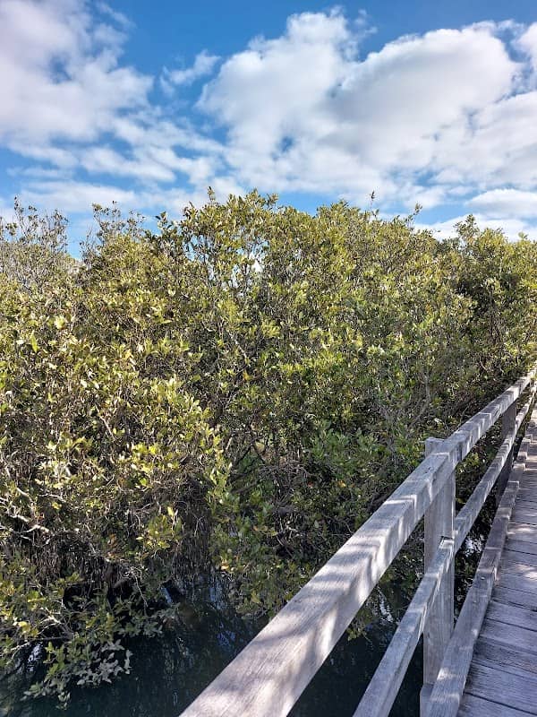 Mangrove Boardwalk - Image 3