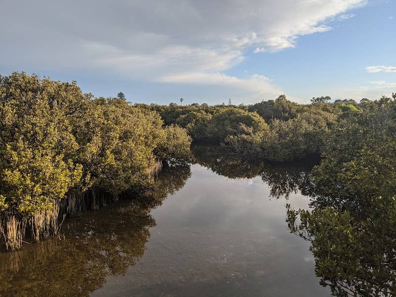 Mangrove Boardwalk - Image 2