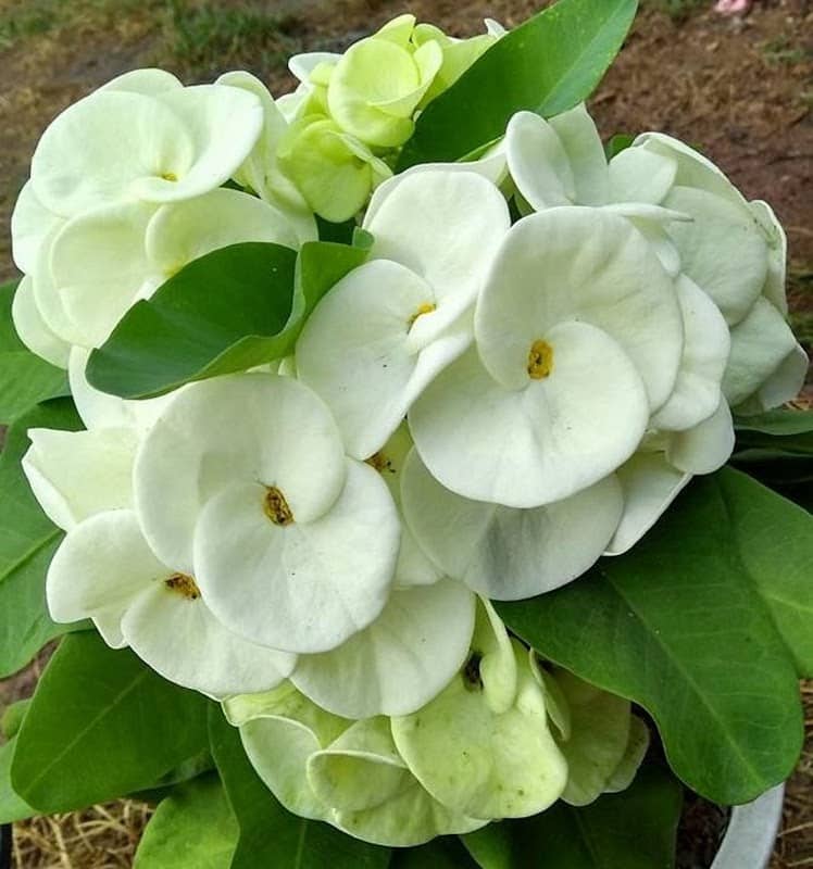 Euphorbia Milii Garden (Crown of Thorns) - Image 2