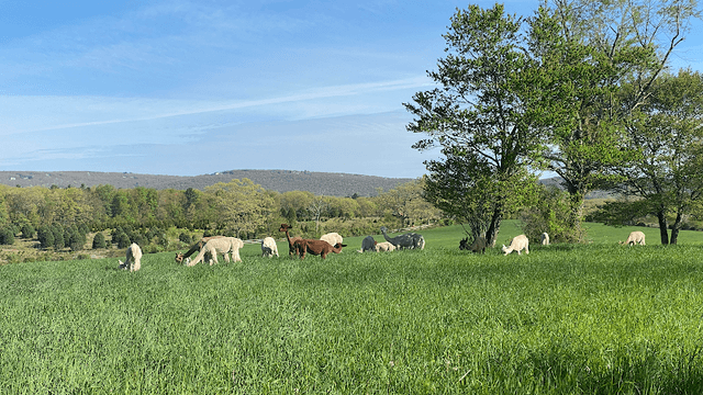 Pohopoco Creek Alpacas - Open By Appointment - Image 1