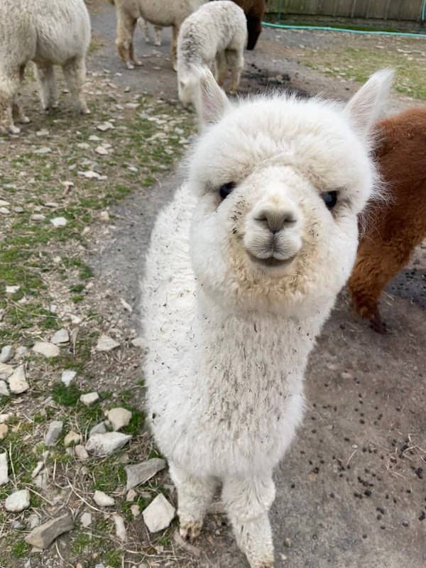 Pohopoco Creek Alpacas - Open By Appointment - Image 2