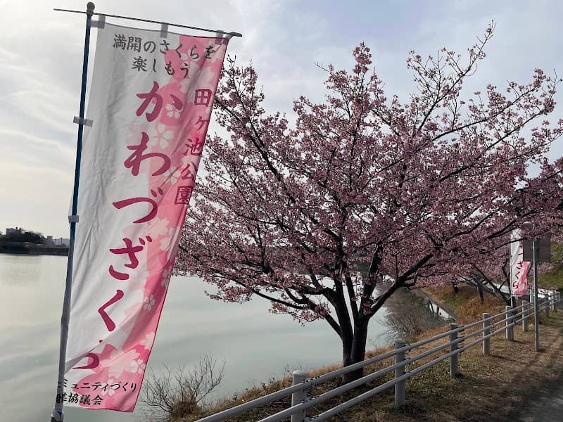 田ヶ池公園 かわづざくら - Image 1