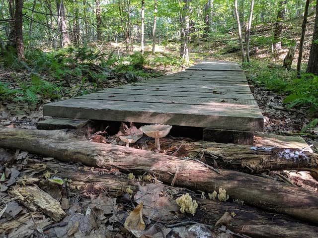 Lee Town Forest - Image 2