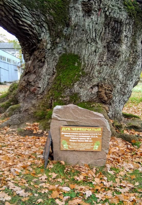 900-1000 Year Old Oak Tree - Image 1