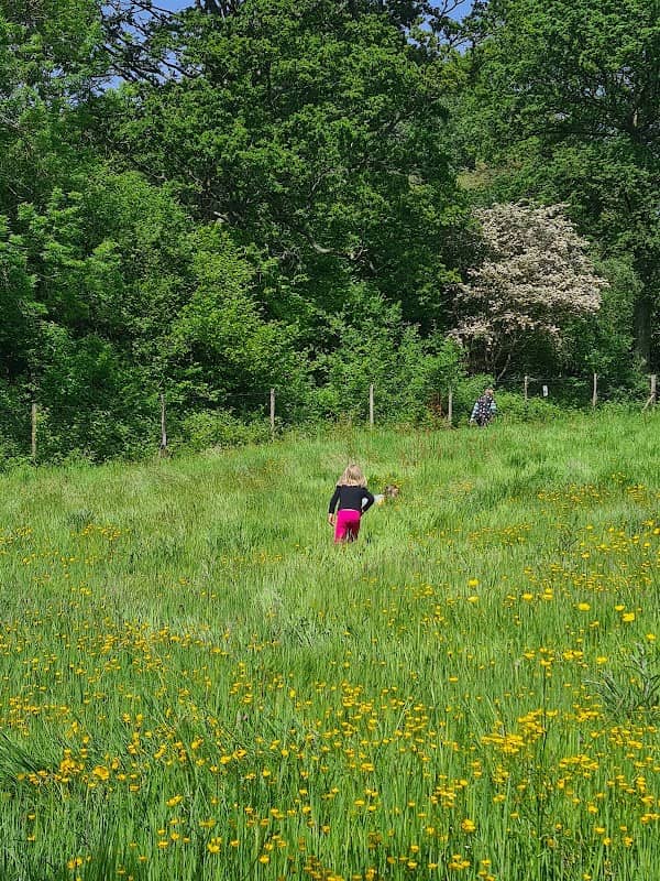 Dog Field - Image 1