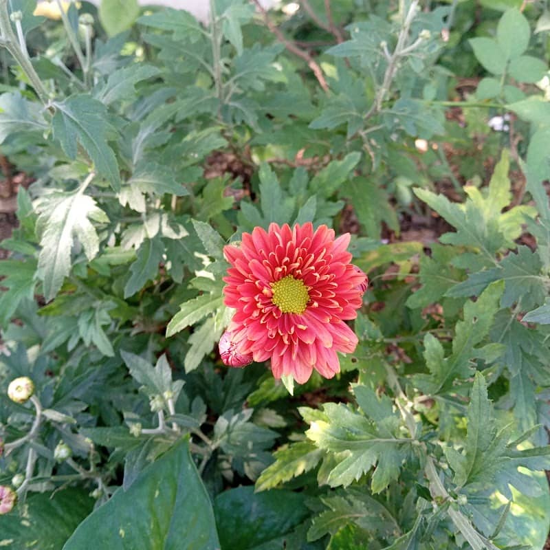 KUMAR GOUNDER GARDEN - Image 1