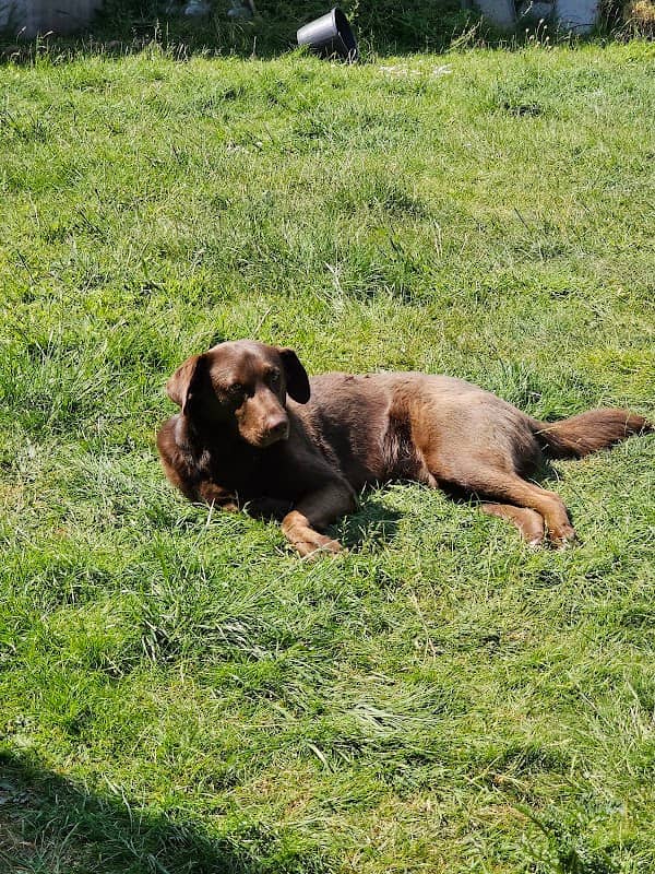 Grange Meadow Dog Walking Field - Image 1