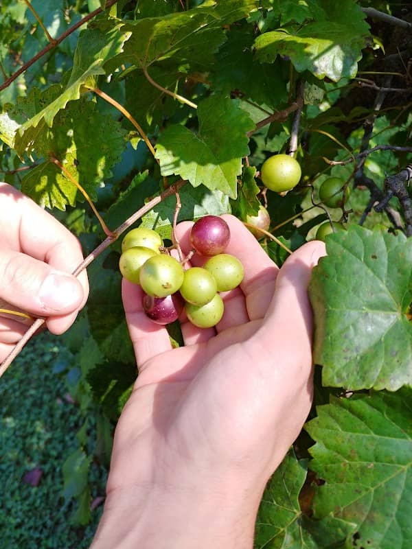 Auman Vineyards - Image 2