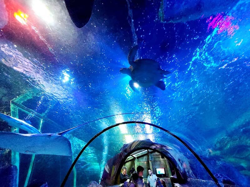SEA LIFE Blackpool - Image 1