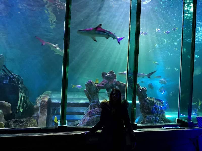 SEA LIFE Blackpool - Image 2