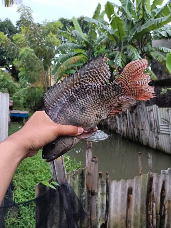 Pemancingan SUHAR - Image 2