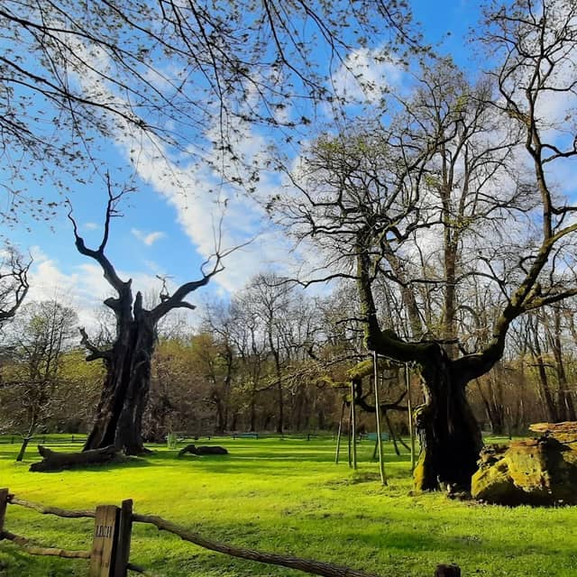 Rogalin Landscape Park - Image 1