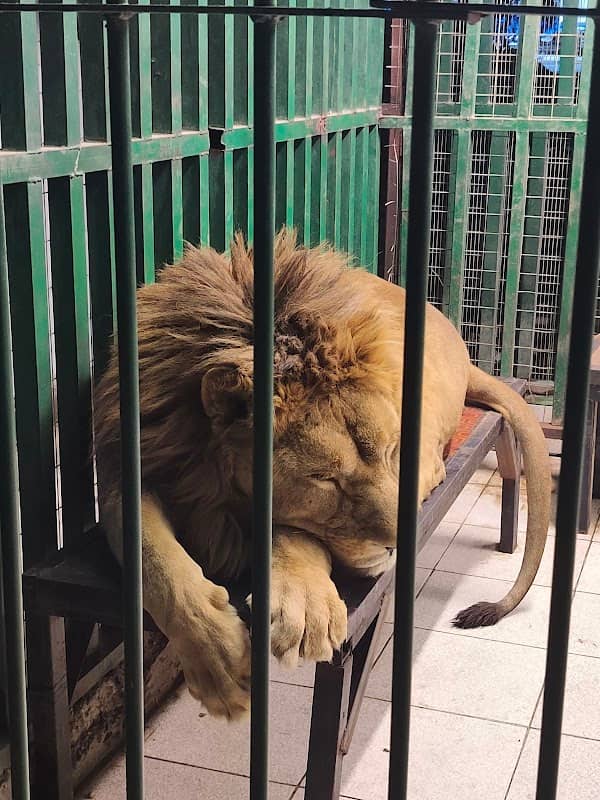 Babylon zoo - Image 1