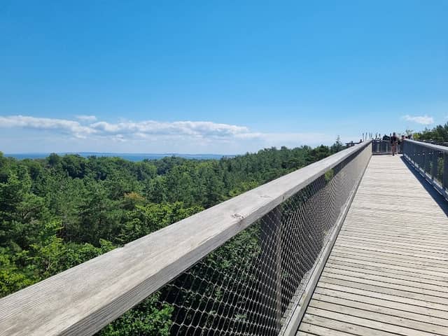 Aussichtsturm Baumwipfelpfad - Image 1