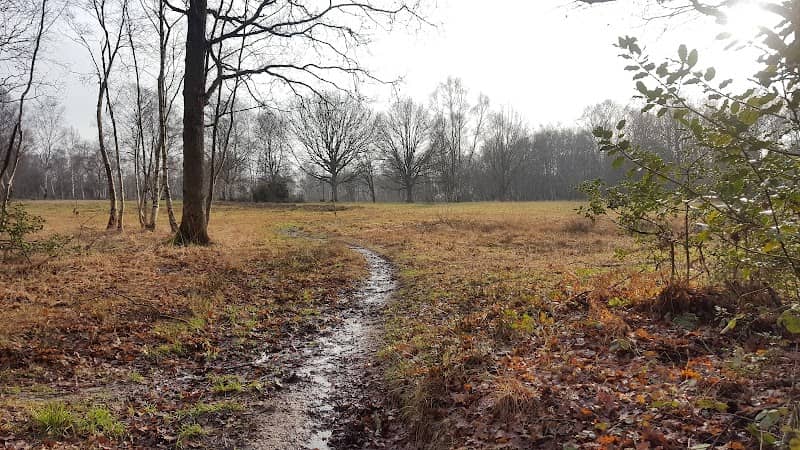Bisley Common - Image 2