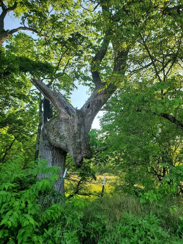 Donkey Tree - Image 2