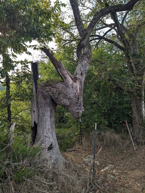 Donkey Tree - Image 1
