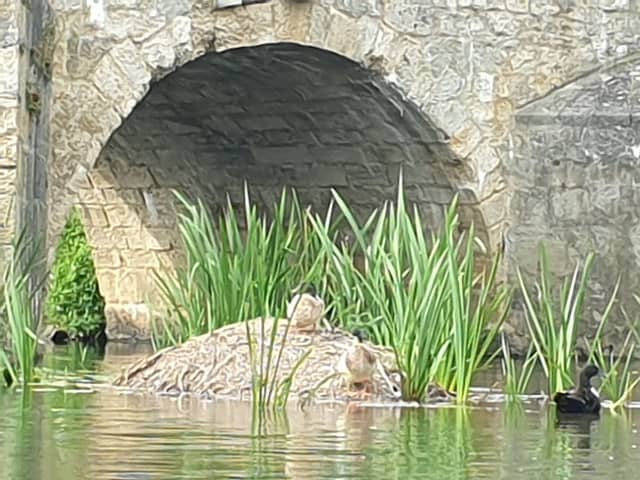 Steinerne Brücke - Image 1