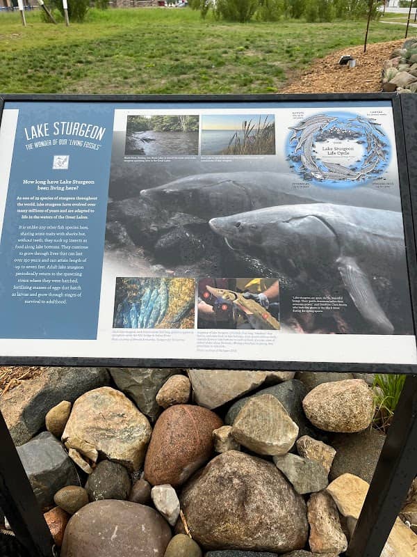 Lake Sturgeon Statue - Image 2