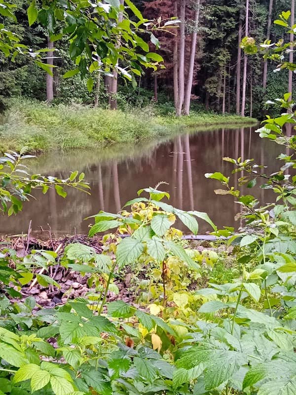 Oczko wodne „Piotruś” - Image 1