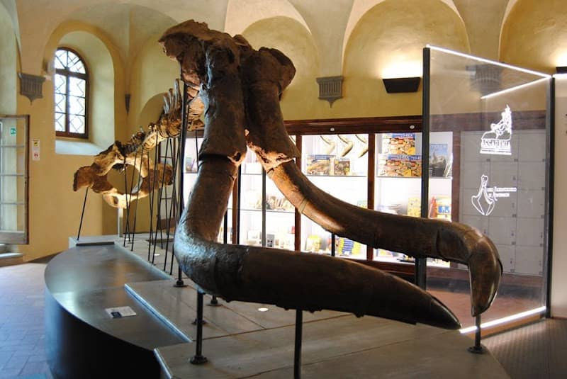 Museo Paleontologico Montevarchi - Image 1