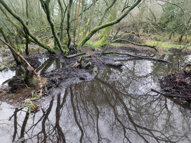 Shotley Grove Wetland - Image 2