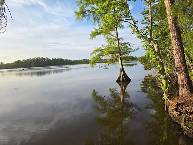 Martin Dies, Jr. State Park - Image 1