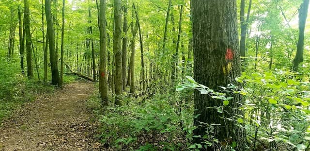 Bearcorn Trail Trailhead - Image 1