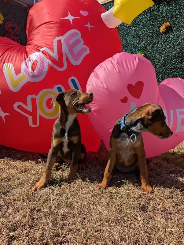 Sisters Private Pet Park & More - Image 1