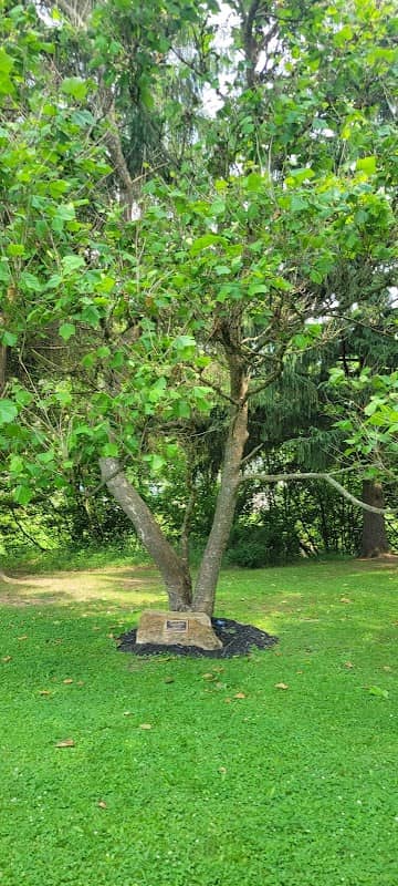 Coudersport Moon Tree - Image 1