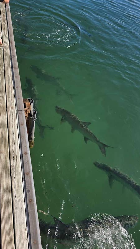 Tarpon Feeding at Sunset Marina - Image 1