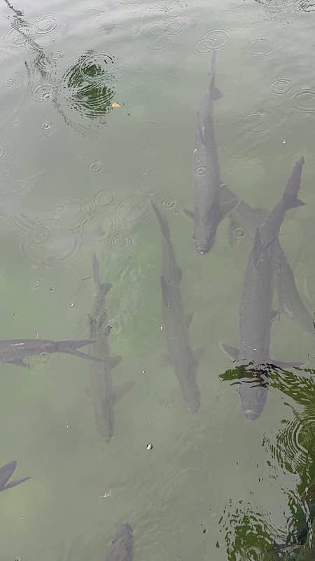 Tarpon Feeding at Sunset Marina - Image 2