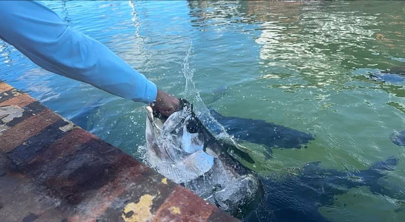 Tarpon Feeding at Sunset Marina - Image 3