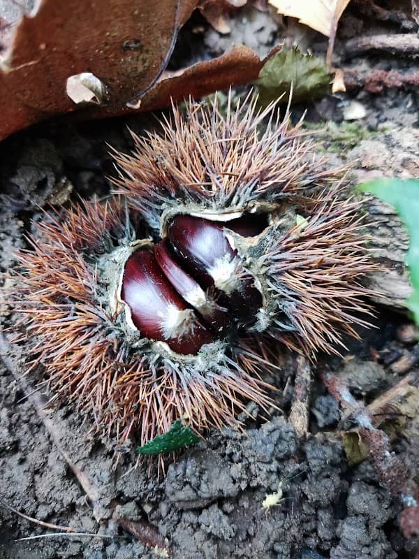 Castagne “Montevecchia” - Image 1