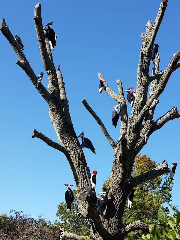 Nature Play - Image 1