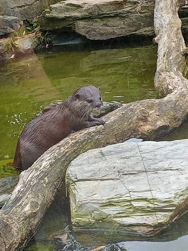 Martin Mere Otters - Image 1