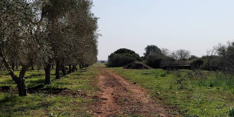 Azienda Agricola Tre Torri Di Dietro - Image 1