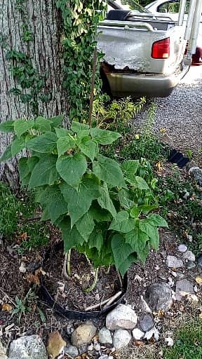 Kim's Plants - Image 2