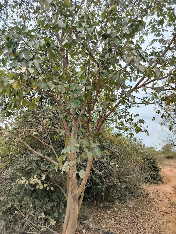 Erumattipalayam TDE reserved forest - Image 1