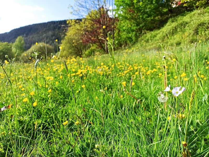 Park Ln. NPT Bee Friendly Site - Image 1
