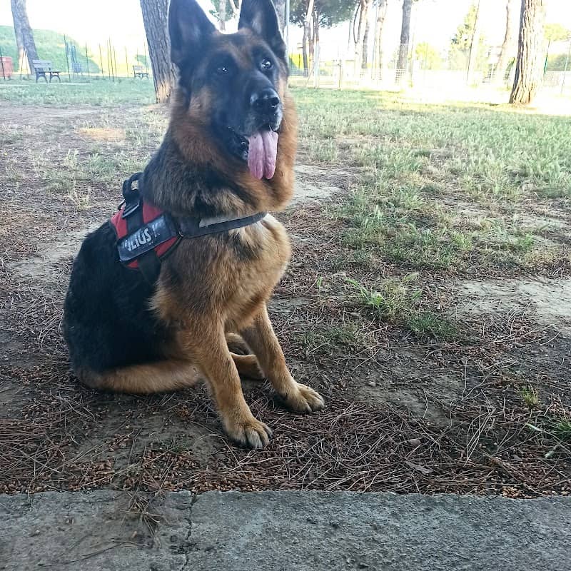 Area Di Sgambatura Per Cani "Tabarò" - Image 2
