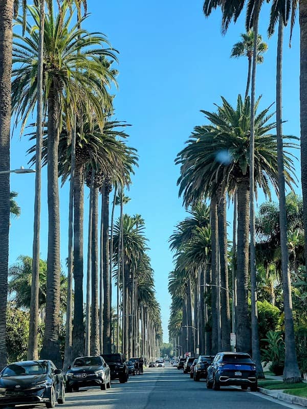 LA Palm Trees - Image 2