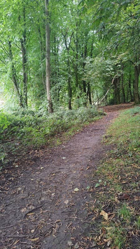 Birch Hill Woods - Image 2