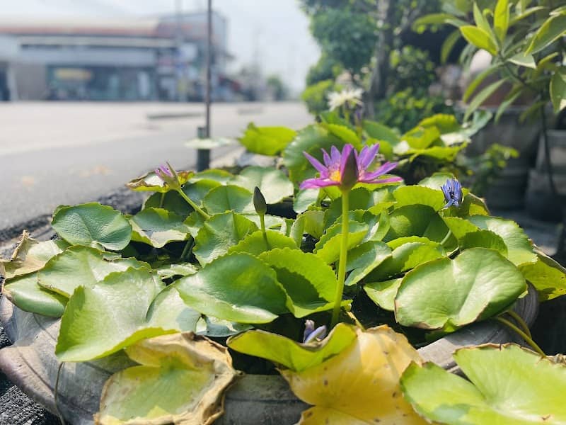 โพธิ์ทองพันธุ์ไม้ PoThong Garden - Image 2