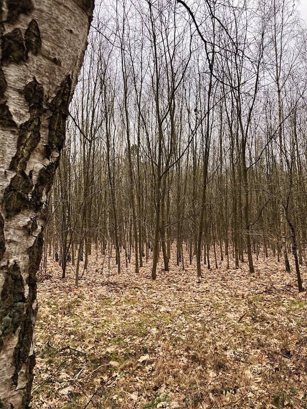 "Forst" des Geoerlebnispfades "Bewegte Steine" - Image 1