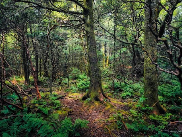 Rhododendron Gardens - Image 3