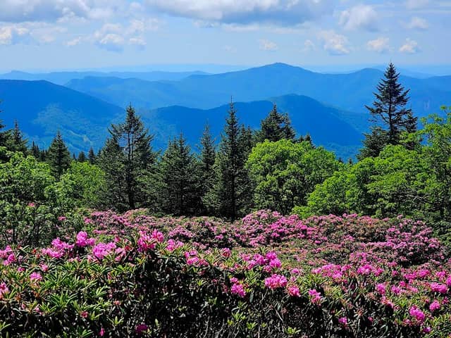 Rhododendron Gardens - Image 1