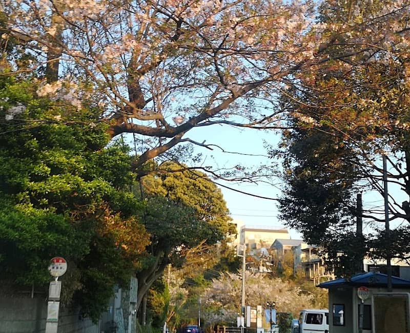 Kamakurayama Sakuramichi - Image 1