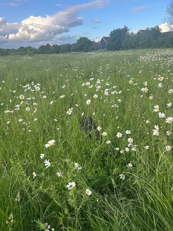 Garden Village Open Space - Image 2
